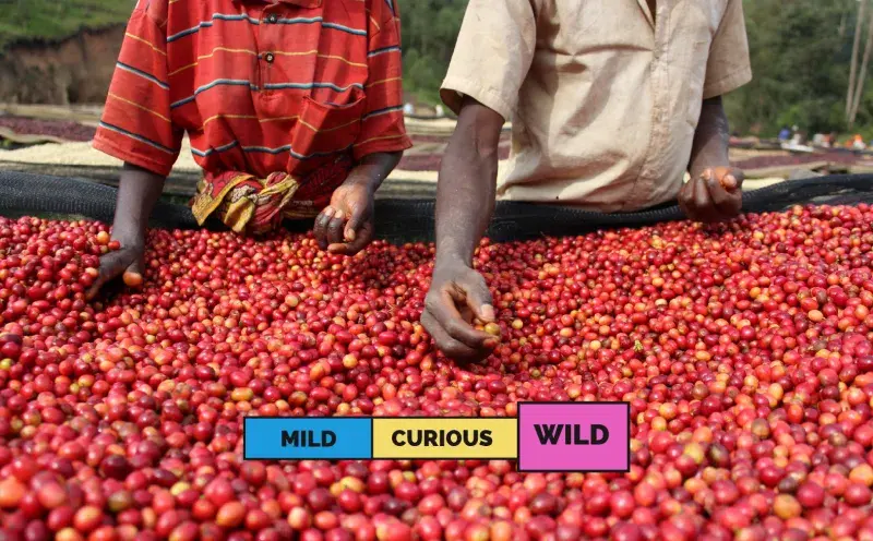Kibingo Bourbon Natural