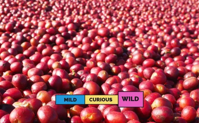 Yirgacheffe Adado Heirloom Natural